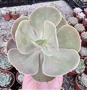 E. PERUVIAN ROSE POTE 9