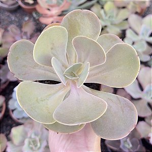 E. PERUVIAN ROSE POTE 9