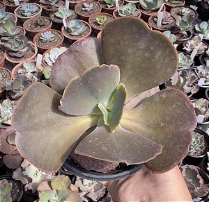E. GIBB. MUSTARD GREEN POTE 11