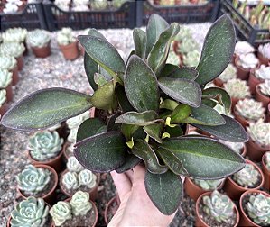PEPEROMIA CLUSIIFOLIA RUBI CUIA 13