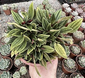 MINI PEPEROMIA BRONZE CUIA 13