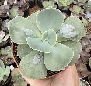 E. GIBB. CLASSIC BALLS POTE 9