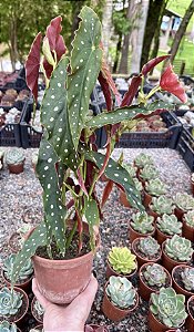 BEGÔNIA MACULATA POTE 15