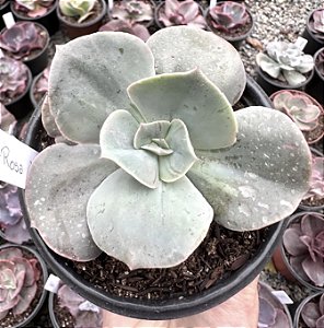 E. ROSA DE JADE POTE 11
