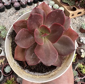E. AUTUMN FLAME POTE 9