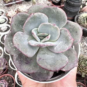 E. HARMONIA POTE 9