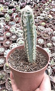 CACTO AZUL (POUCA RAIZ) POTE 9