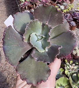 E. KAVARADOSSI POTE 11