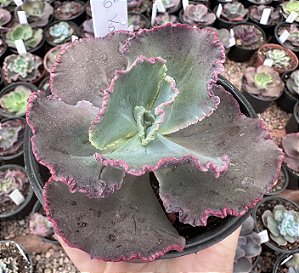 E. KAVARADOSSI POTE 11