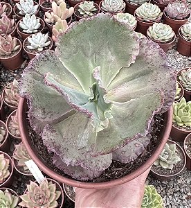 E. KAVARADOSSI POTE 9