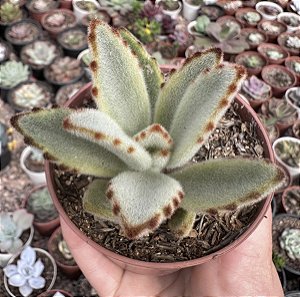 K. TOMENTOSA VARIEGATA POTE 9
