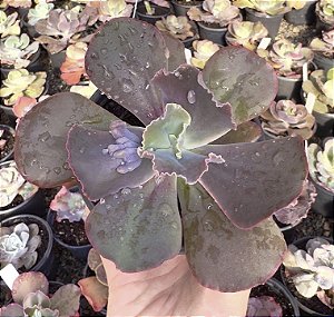 E. GIBB. MOMORDICA CHARANTIA POTE 11