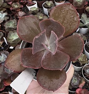 E. GIBB. MOMORDICA CHARANTIA POTE 9