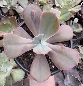 E. GIBB. MOMORDICA CHARANTIA POTE 9