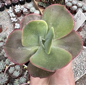 E. GIBB. BIG RED FRANCESA POTE 9