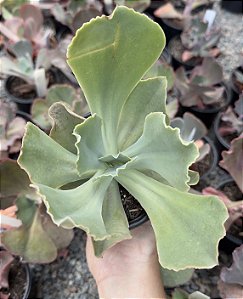 E. GIBB. QUEEN DINNY POTE 11