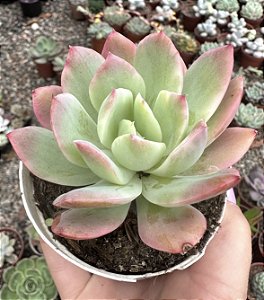 E. LUELLA VAR. POTE 9