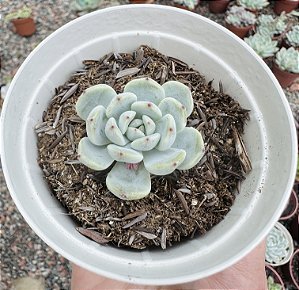 E. BAENA (PEQUENA) POTE 9