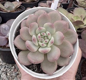 E. ARIEL POTE 9