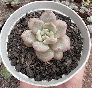 E. ARIEL POTE 9