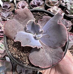 E. GIBB. VISTA POTE 11 (pouca raiz)