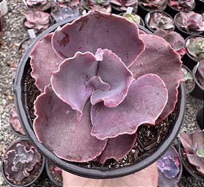 E. GIBB. RED PLANET POTE 11