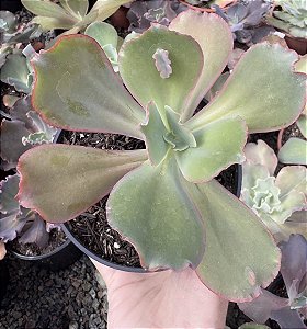 E. GIBB. ZIPHORA POTE 9