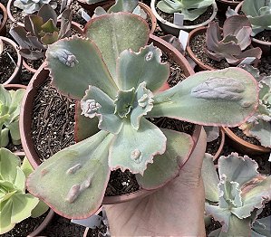 E. GIBB. ZIPHORA CUIA 13