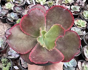 E. GIBB. HÍBRIDA COREANA POTE 11