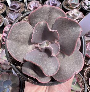 E. GIBB. DIABLONA POTE 11