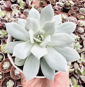 E. PEACOCKII POTE 9