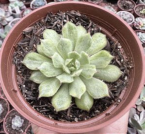 E. ROSALINDA VAR. POTE 9