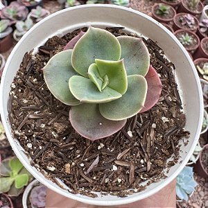 E. MANDALA POTE 9 (PEQUENA)