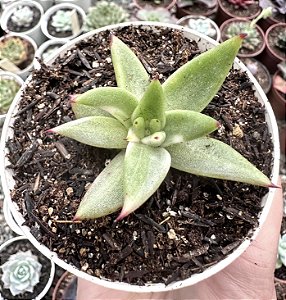 E. RYAN VAR. POTE 9