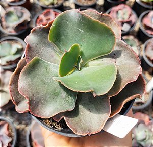 E. GIBB. MOROCHA POTE 9
