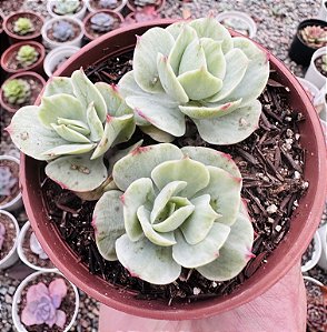 E. MOMOCA COLÔNIA POTE 9