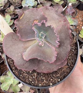 E. GIBB. MISS POTE 11