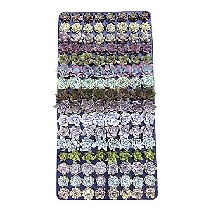 BANDEJA MISTA ESPECIAL 128 PLUGINS