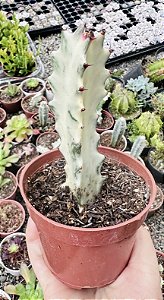 EUPHORBIA LACTEA VAR. (WHITE GHOST) POTE 9