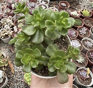 E. MULTICAULIS POTE 9