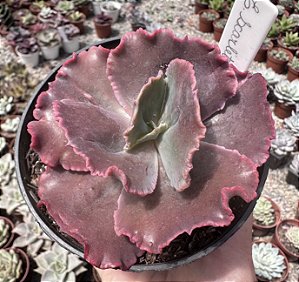 E. GIBB. SCARLET BLISS POTE 11