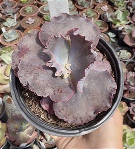 E. GIBB. THANOS POTE 11