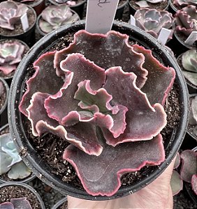 E. GIBB. OXFORD POTE 11