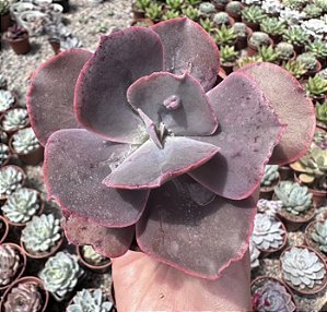 E. MOMORDICA CHARANTIA POTE 9