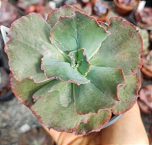 E. GIBB. BLACK METEORITE POTE 11