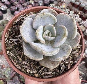 E. CUBIC PAGODA POTE 9