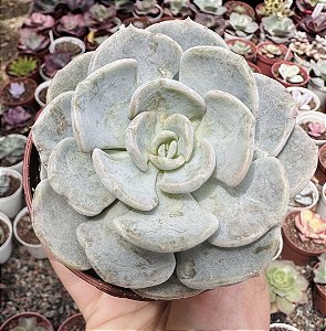 E. CUBIC PAGODA POTE 9