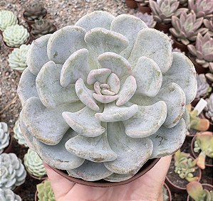 E. CUBIC PAGODA POTE 9