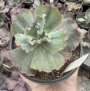 E. GIBB. MIDWAY POTE 11