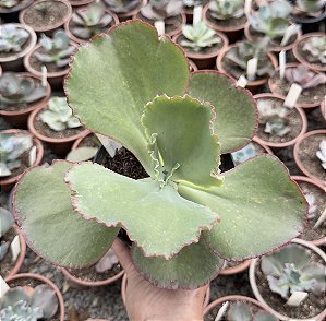 E. GIBB. HARRY BUTTERFIELD CUIA 13